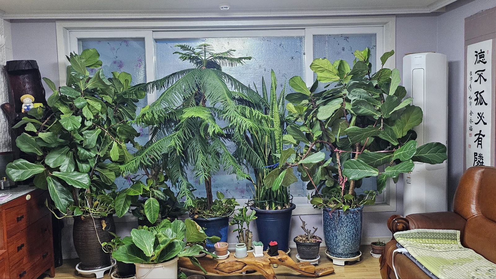 30년 세월 같이한 거실 수목