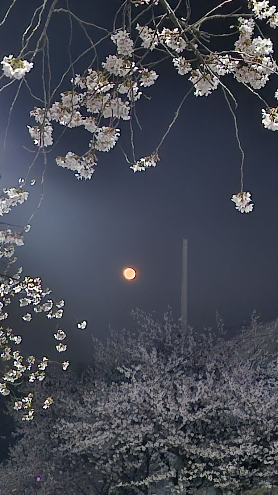 벚꽃속의 붉은 달