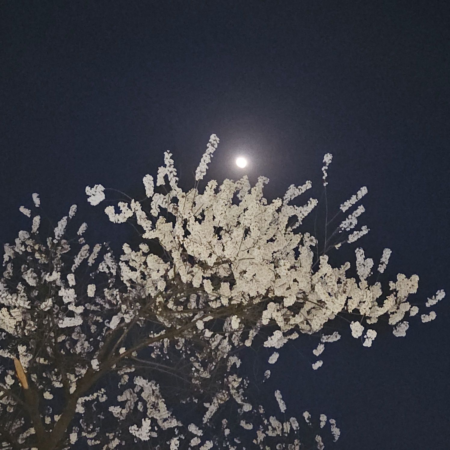 벚꽃과 밝은달의 향연