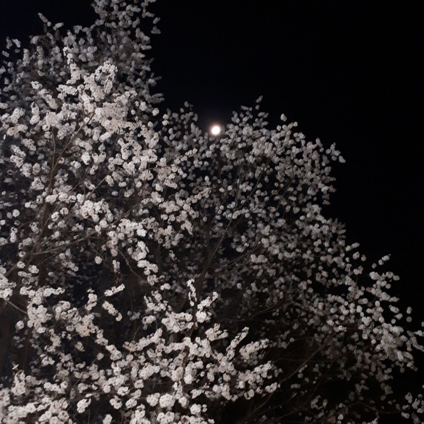 벚꽃과 밝은달의 향연