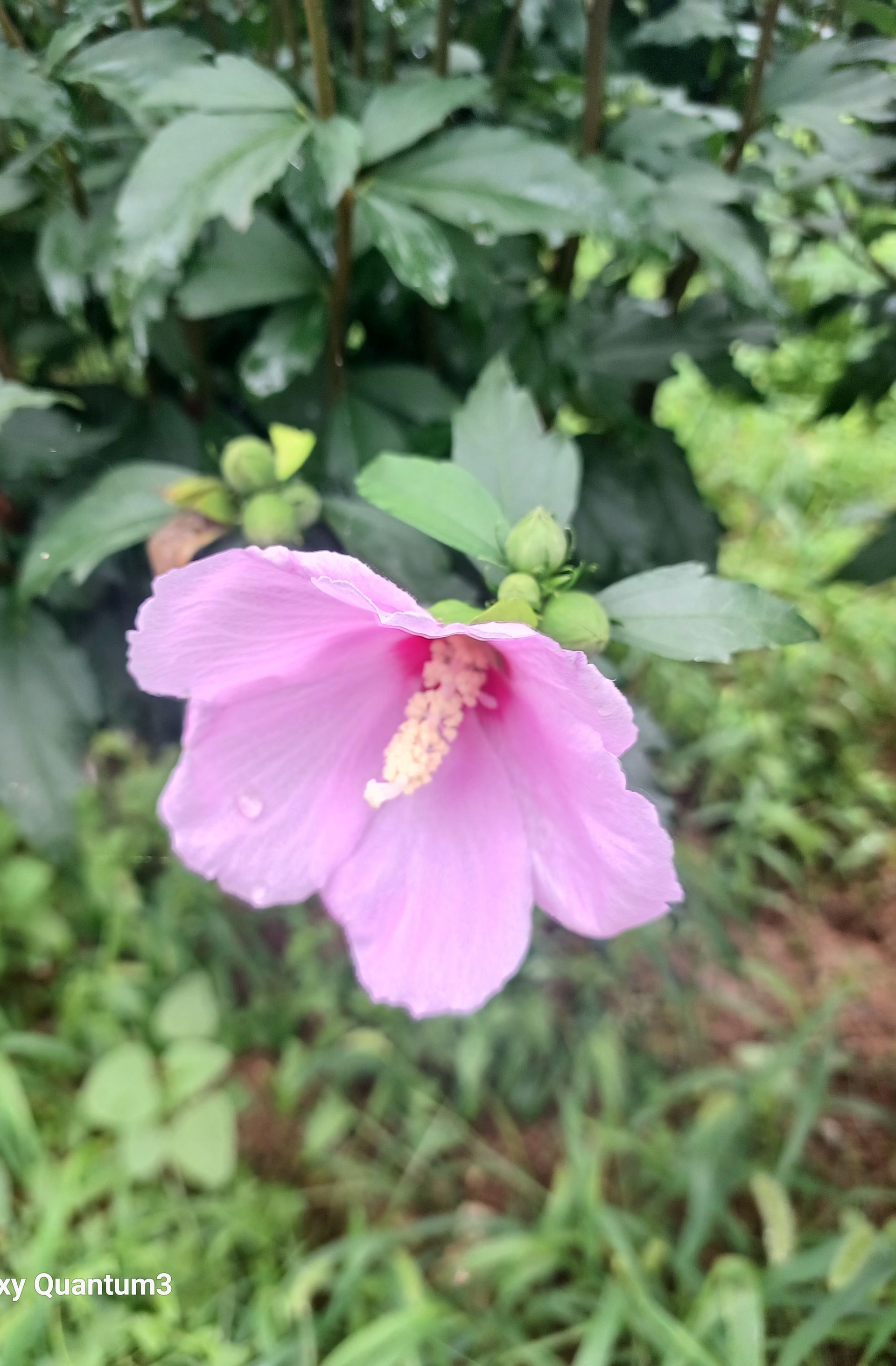 박노경   우리 어머니