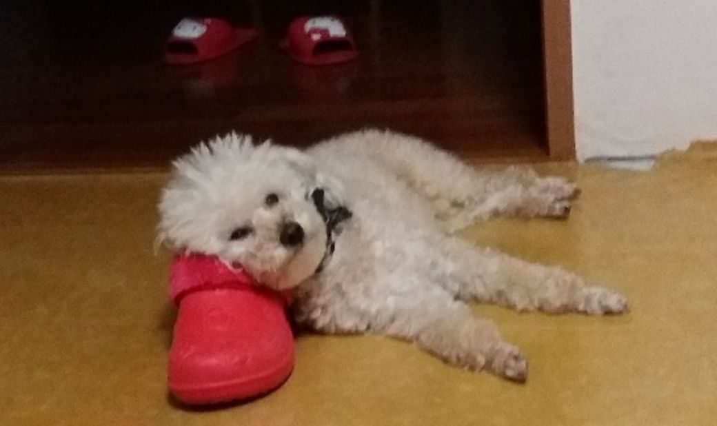 상팔자 푸들별이