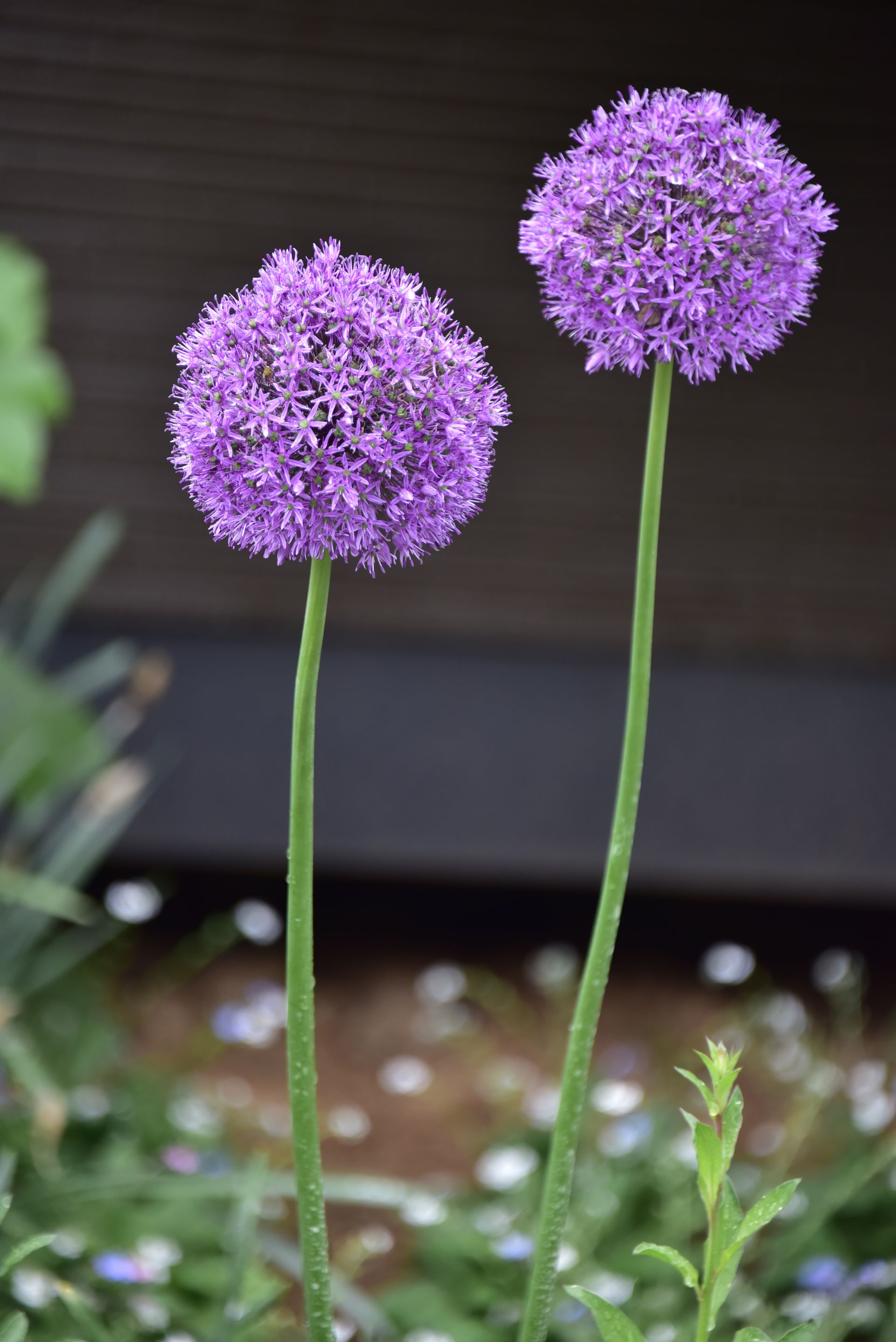 전주돌단교회 화초