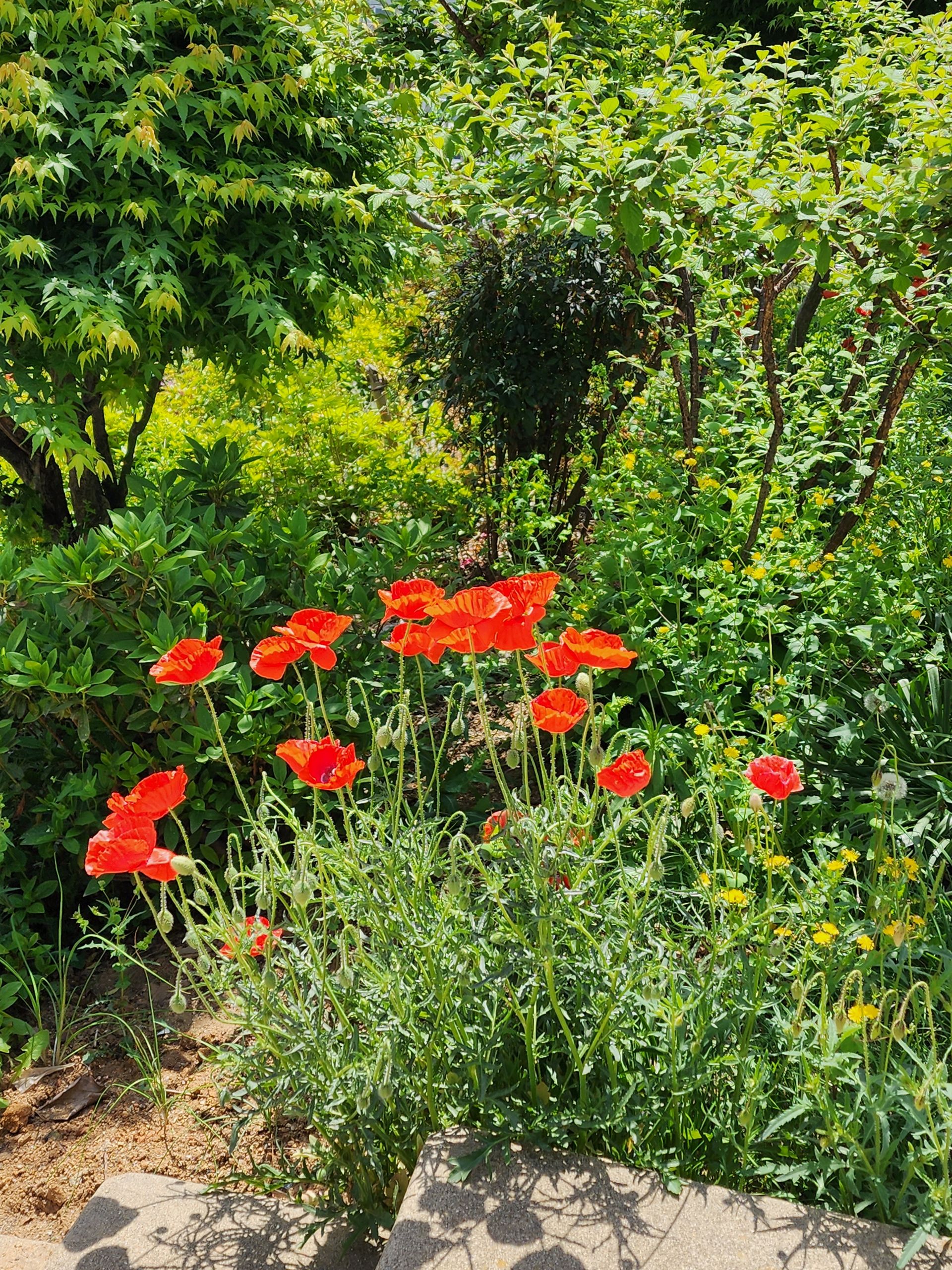 전주돌단교회 화초