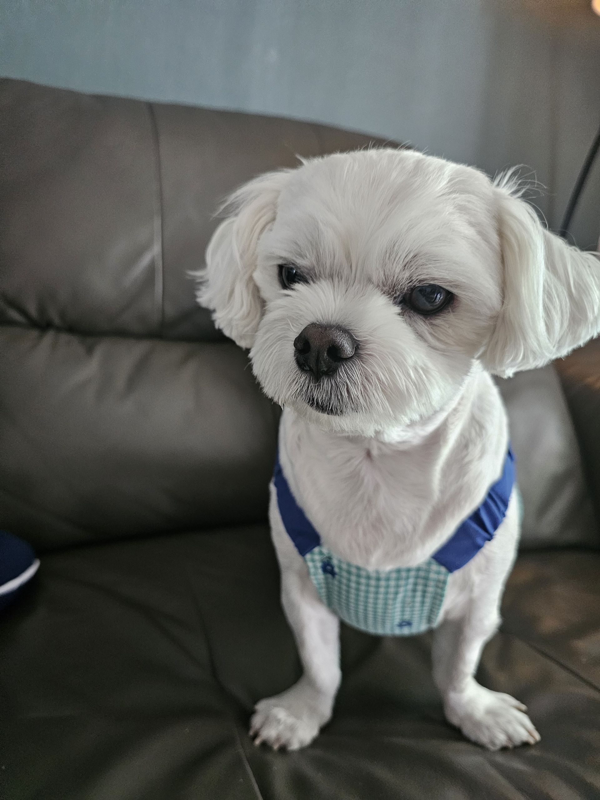 주영숙 반려건(동동이 )