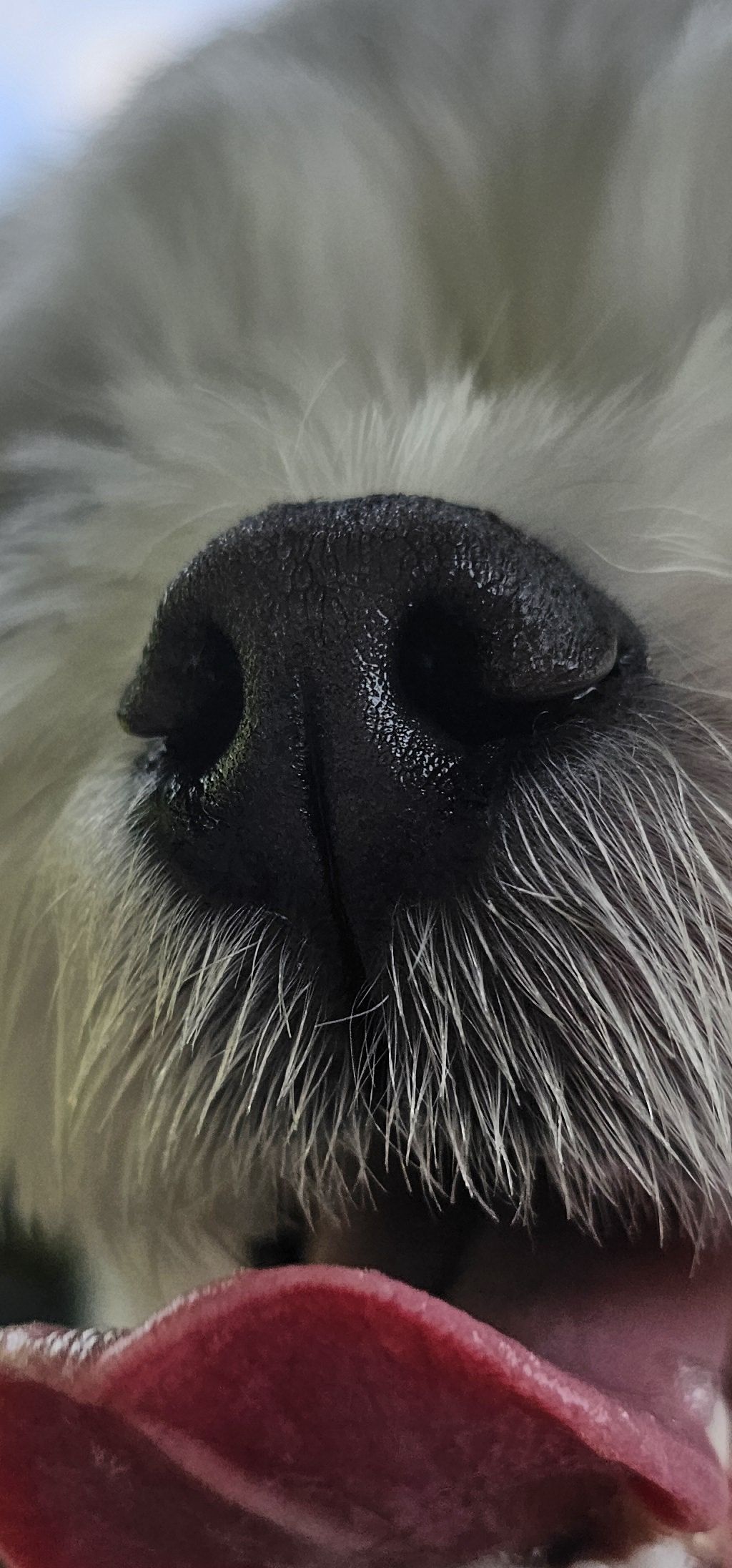 주영숙 반려건(동동이 )