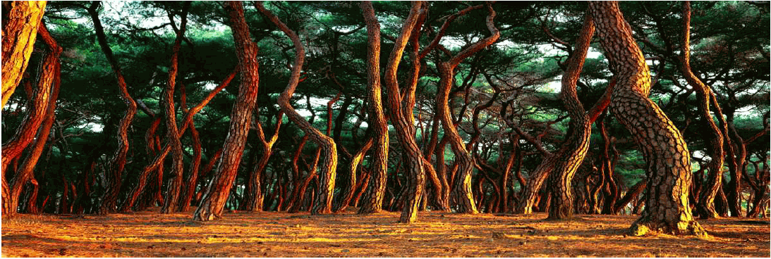 소나무 四季 연작 시리즈_아침이 내리는 숲, 冬