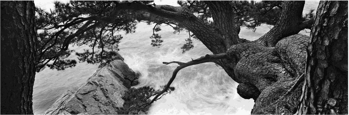 소나무 四季 연작 시리즈_세월의 흐름